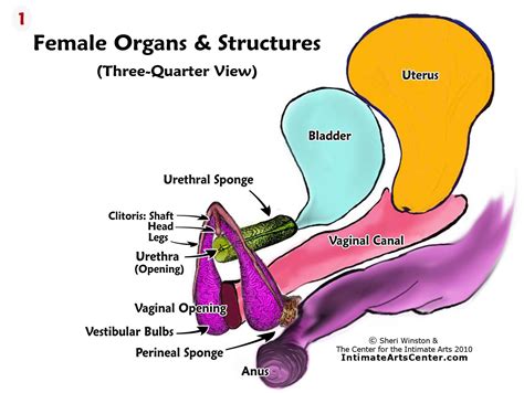 vaguna pics|Female Anatomy Diagrams: Inside and Outside the Vagina.